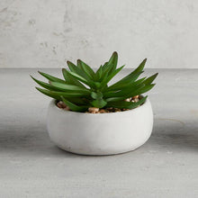Crassula Succulent in Gray Pot