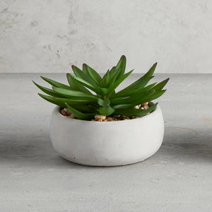 Crassula Succulent in Gray Pot
